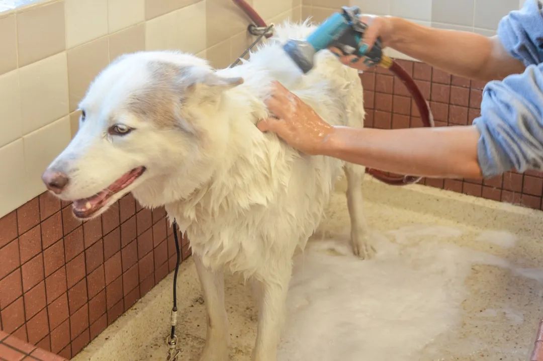 家中寵物需定期消毒,才能有效避免各種細(xì)菌滋生和傳播疾病!